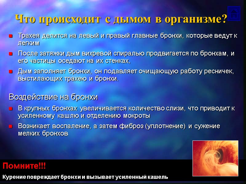 Что происходит с дымом в организме? Трахея делится на левый и правый главные бронхи,